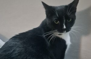 Wrzosowo: Zaginęła kotka Frania