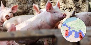 Afrykański Pomór Świń — część powiatu kamieńskiego objęta ograniczeniami
