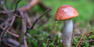 Zostań klasyfikatorem grzybów! Kamieński sanepid zaprasza do wielkopolski