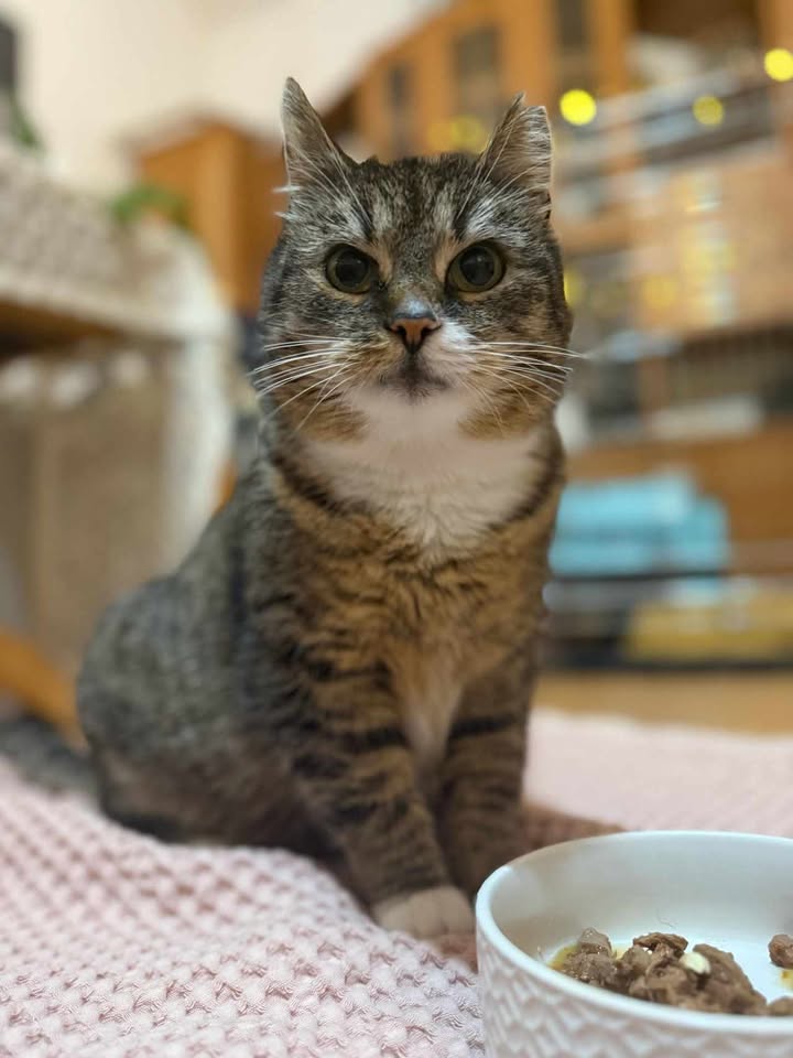kotka do adopcji kamień pomorski