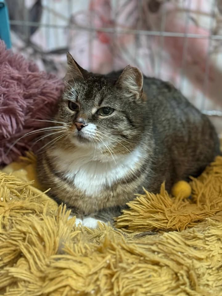 kotka do adopcji kamień pomorski