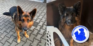 "Przygarnij zwierzaka!" — nowa sekcja na naszym portalu!