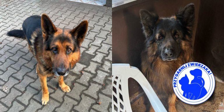 Misiek i Nero – wierni przyjaciele szukają wspólnego domu