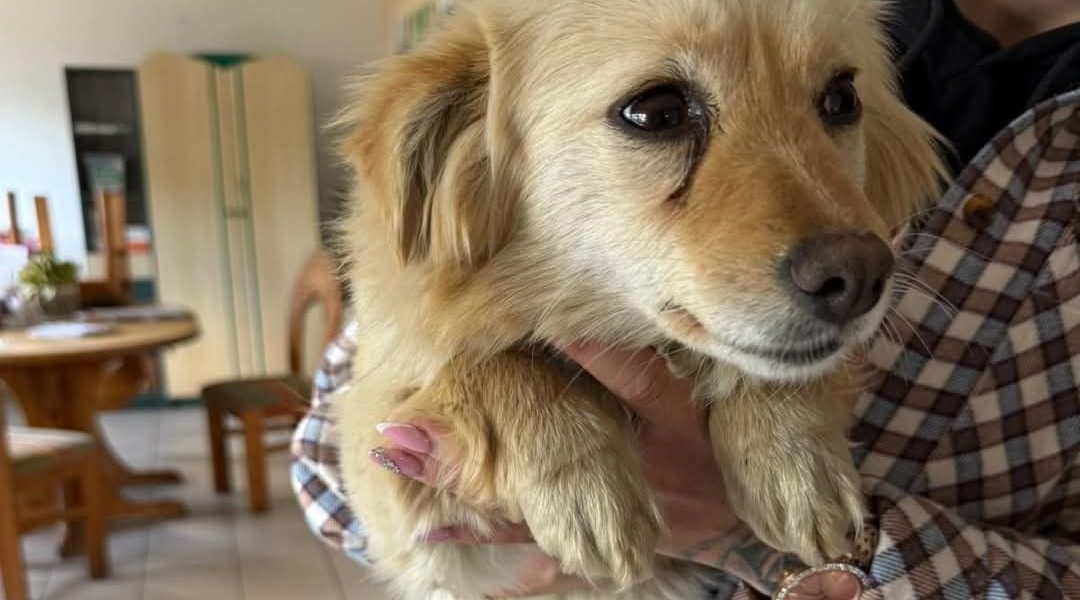 spinka pies adopcja
