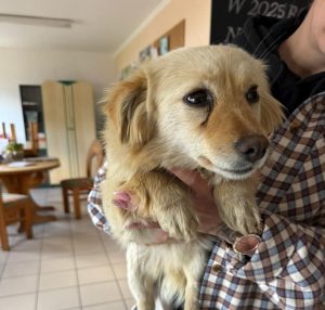 Błąkała się po Golczewie, teraz trafiła do schroniska. Sunia Spinka szuka domu!
