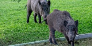 Ponad tysiąc dzików do odstrzału w regionie. Rozporządzenie Wojewody