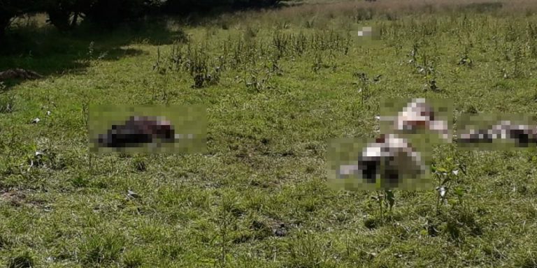 Wilki zagryzły cielęta w Chrząstowie. Na miejscu pracują przedstawiciele Regionalnej Dyrekcji Ochrony Środowiska w Szczecinie