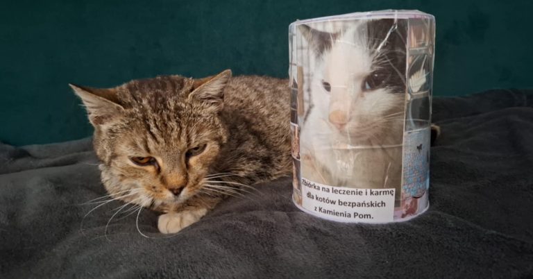 Pomóż Kropeczce – kotce znanej z kamieńskiego Netto