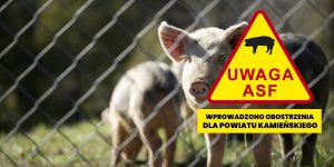 Pilne ostrzeżenie dla powiatu kamieńskiego: Wybuch ASF – wprowadzono drastyczne ograniczenia!