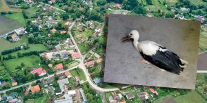 Szczęśliwe zakończenie dla młodego bociana z Trzebieszewa. Pomogli mieszkańcy i fundacja "Dzika Ostoja"