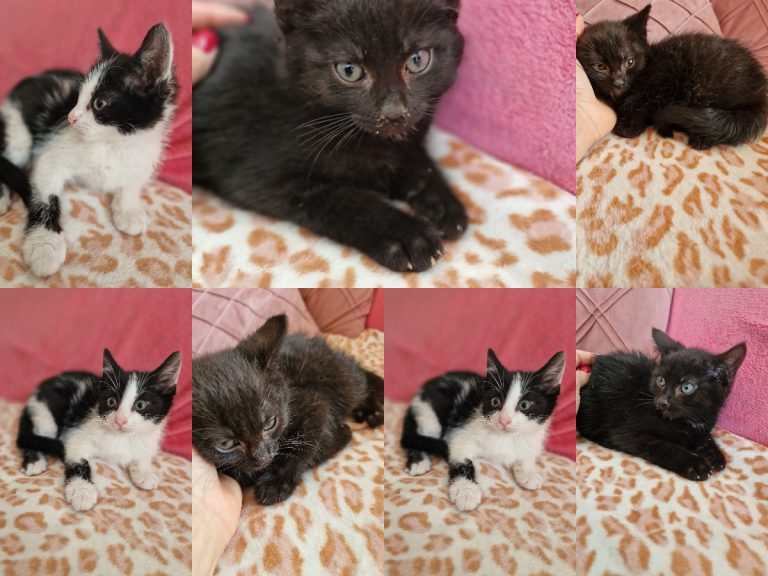 Cztery kociaki do adopcji – uratowane spod Pepco w Kamieniu Pomorskim