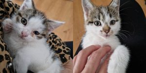 Cztery śnieżynki do adopcji!