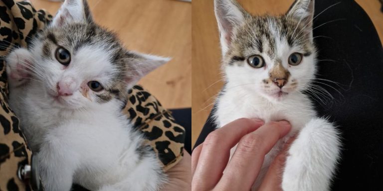 Cztery śnieżynki do adopcji!