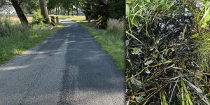 Od Czytelnika: Grysikiem po karoserii i asfaltem po roślinach. Remont dróg powiatowych na odcinku Kamień Pomorski-Jarszewo-Buszęcin