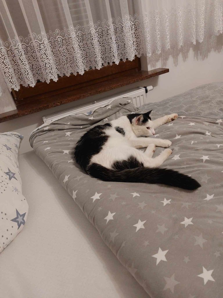kot bobek górki