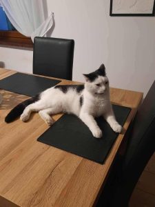 Znajdźmy Bobka! 2-letni kot wyszedł z domu w Górkach i nie wrócił