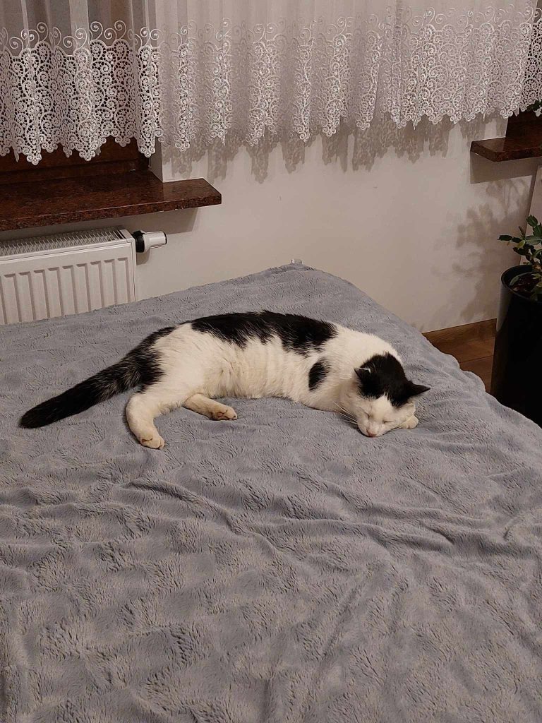 kot bobek górki