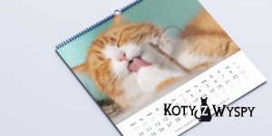 Twój kot w kalendarzu – nadeślij zdjęcie i wesprzyj Koty z Wyspy!
