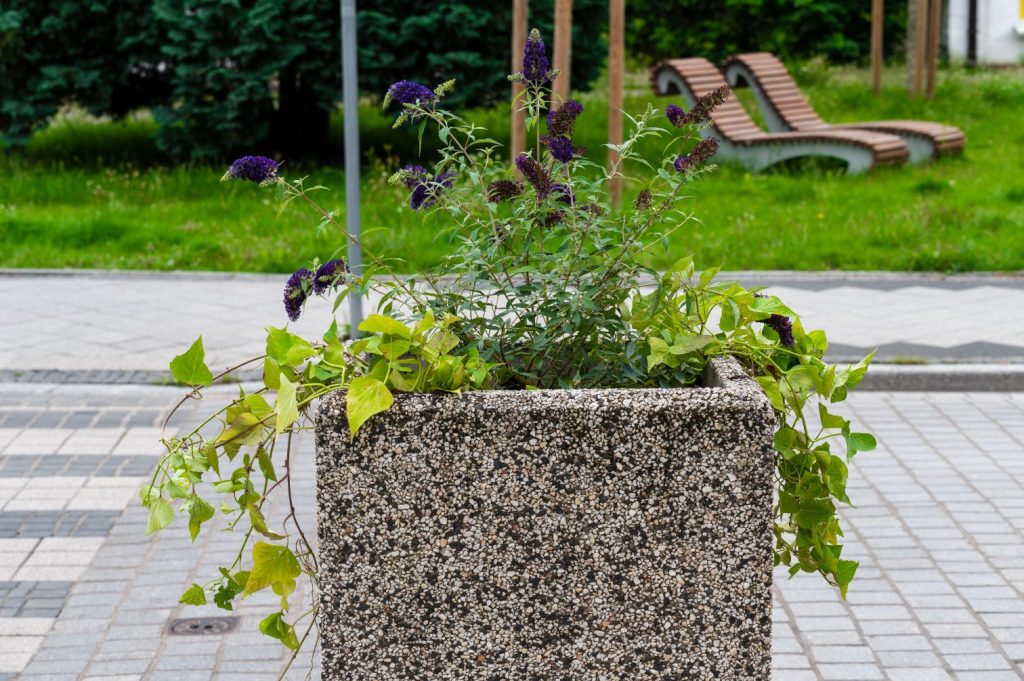 kwiatowy protest mieszkańca