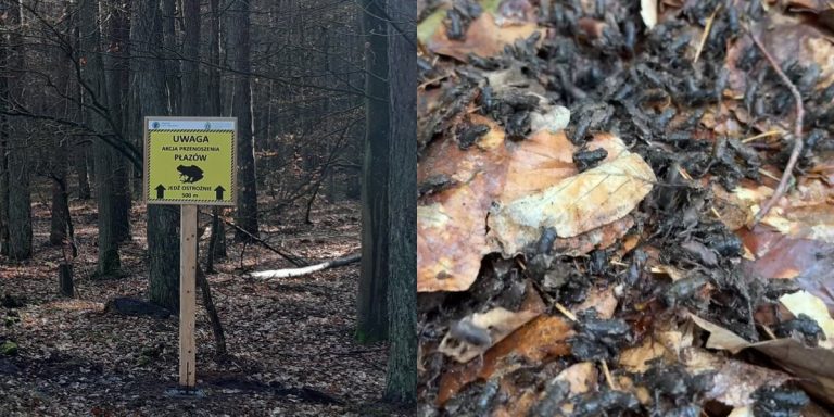 Rekordowy sezon ochrony płazów w Wolińskim Parku Narodowym – już ponad 100 tysięcy uratowanych! Zobacz film