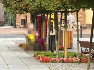 mewy ogarniają śmietniki w kamieniu a pgk