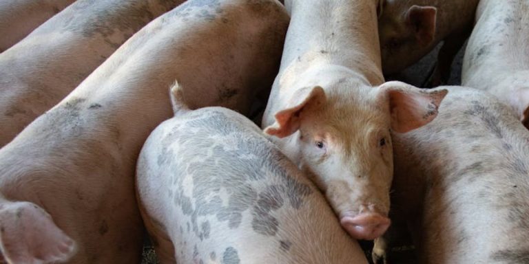 Ogromne ognisko ASF wykryte w Samlinie. Ponad 7 tysięcy świń do wybicia