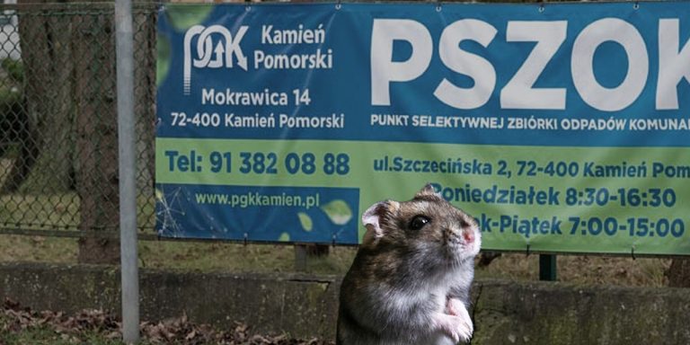 Szczurzy problem w Kamieniu Pomorskim