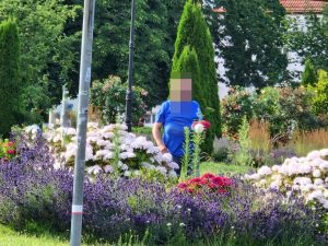 kwiaciarnia po co z klombów miejskich kwiaty są za darmo