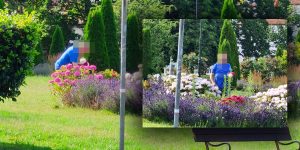 Od Czytelnika: Kwiaciarnia? Po co? — Z klombów miejskich kwiaty są za darmo!