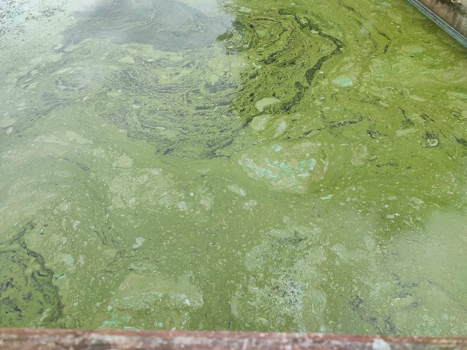 sinice zalew kamieński