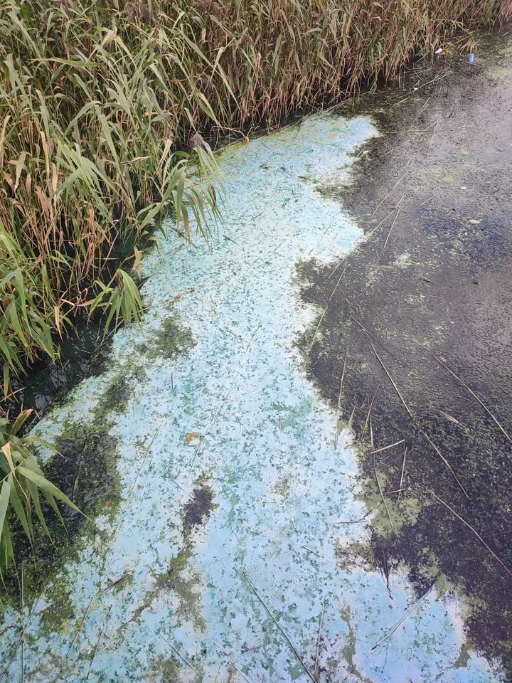 sinice zalew kamieński