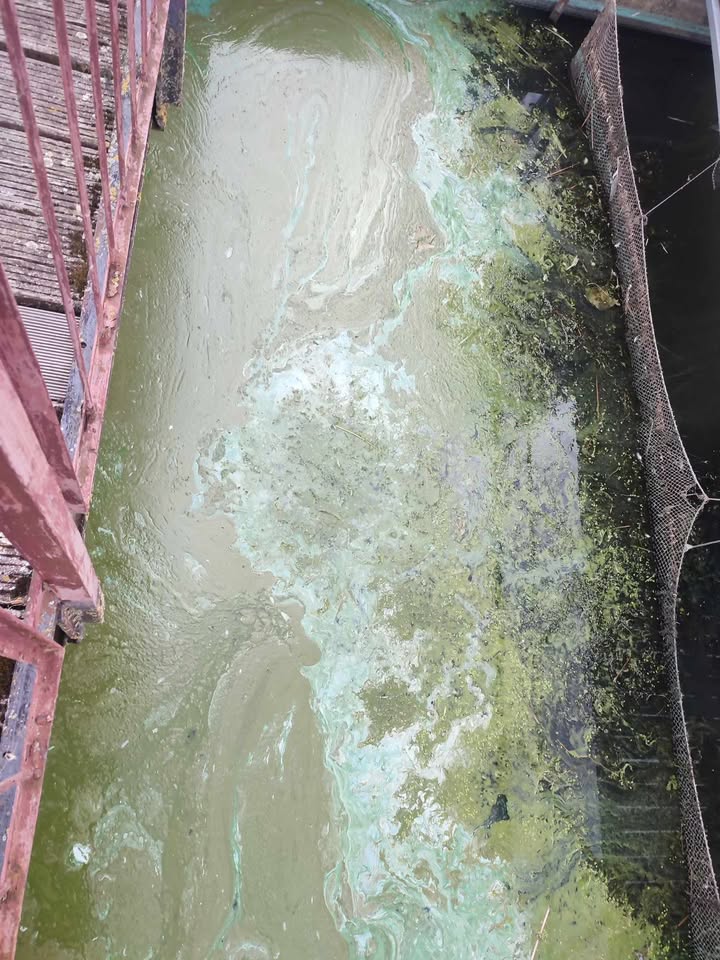 sinice zalew kamieński