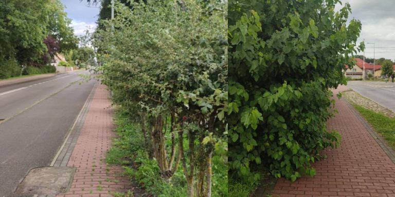 Od Czytelnika: Między krzakami a rowerami prawie idzie się zmieścić!