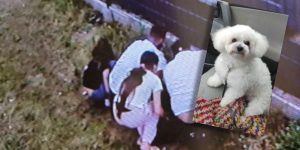 Szczęśliwy finał sprawy porwania psa! Dziunia odnalazła się w Danii — w dużej mierze dzięki internautom