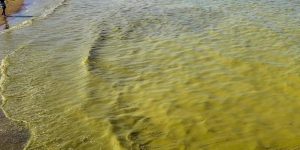 Zakwit sinic w Dziwnowie – plaże otwarte, zalecana ostrożność