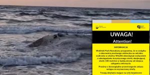Zwłoki walenia wciąż na plaży. Sanepid zbadał wodę, WPN wydał komunikat