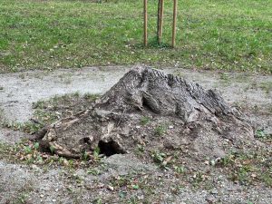 rewitalizacja placu 5 marca