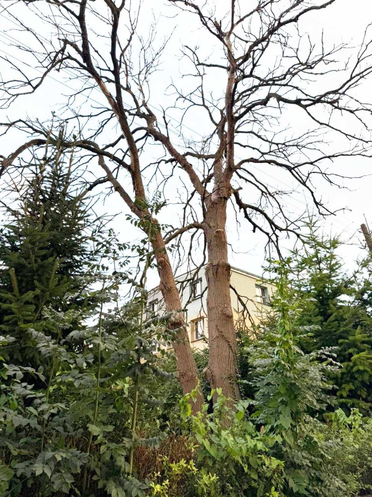 tylko czekać aż gałąź spadnie komuś na głowę