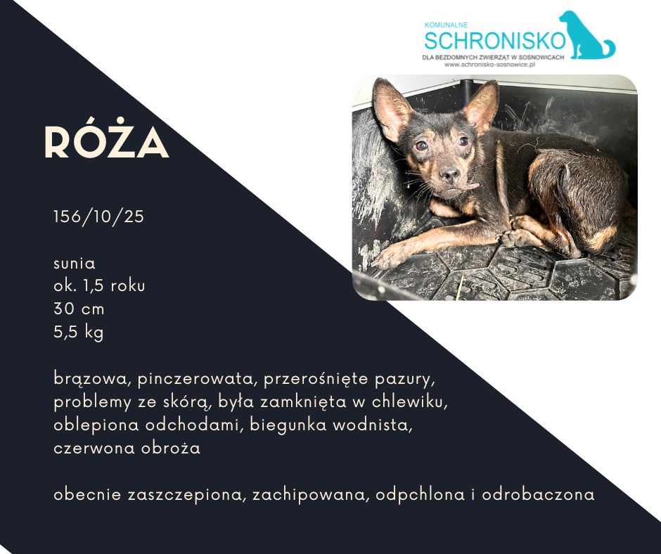 schronisko w sosnowicach ratuje psy z wołowca