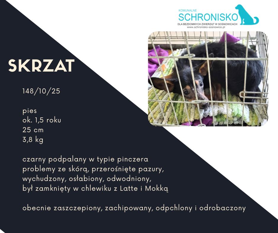 schronisko w sosnowicach ratuje psy z wołowca