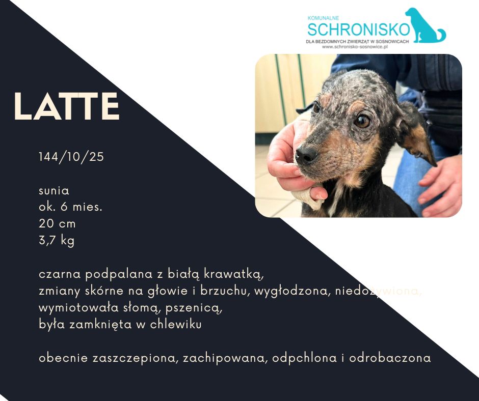 schronisko w sosnowicach ratuje psy z wołowca