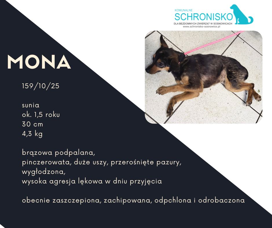 schronisko w sosnowicach ratuje psy z wołowca