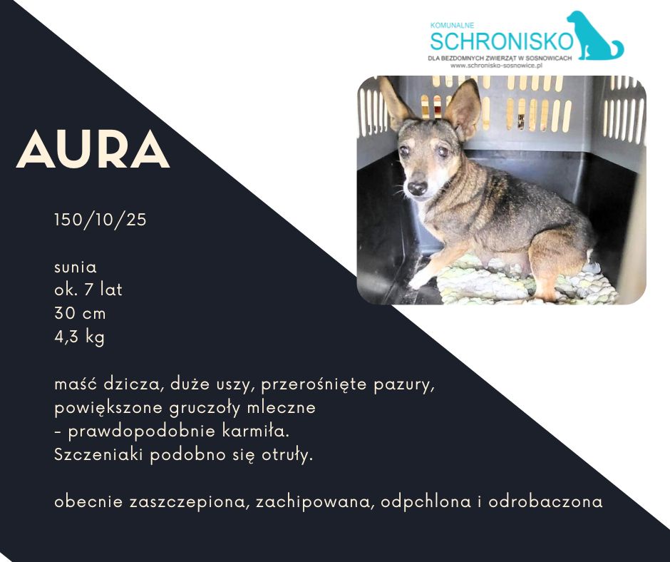 schronisko w sosnowicach ratuje psy z wołowca