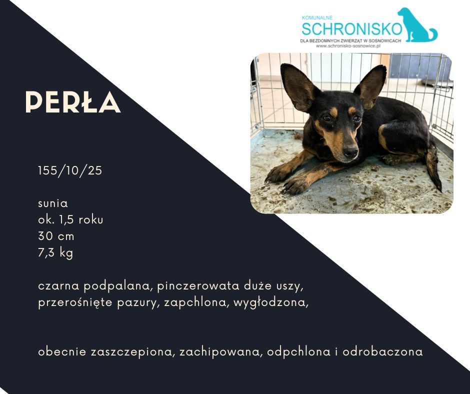 schronisko w sosnowicach ratuje psy z wołowca