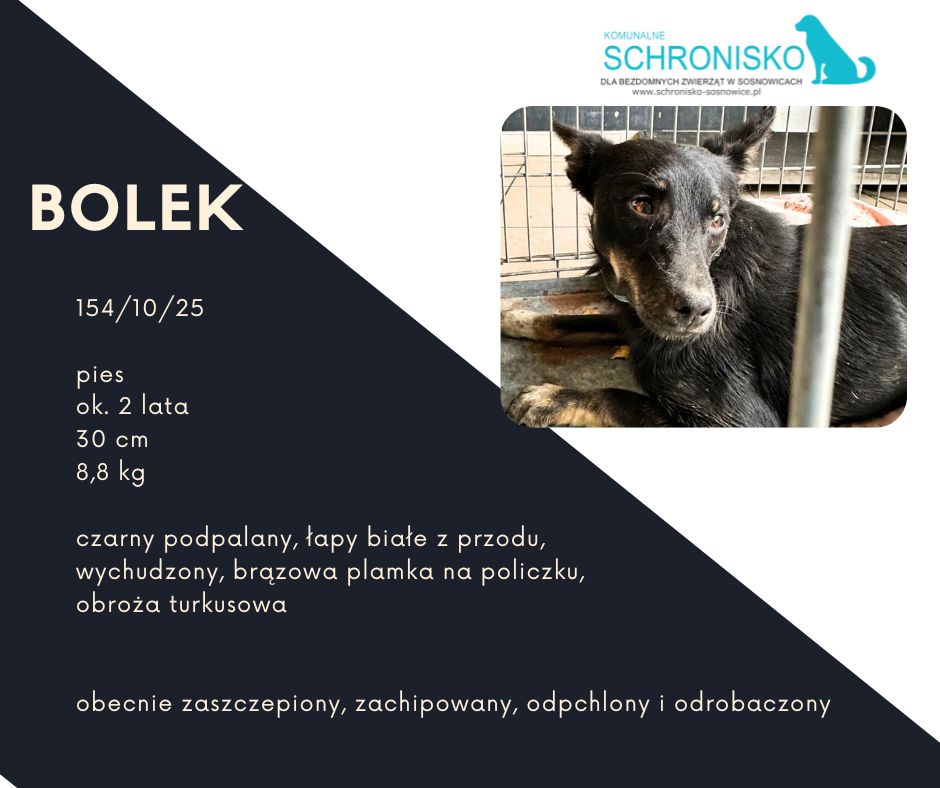 schronisko w sosnowicach ratuje psy z wołowca