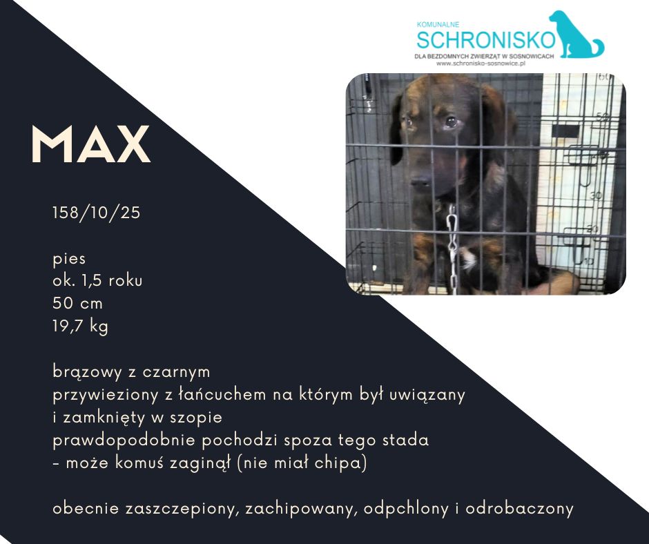 schronisko w sosnowicach ratuje psy z wołowca