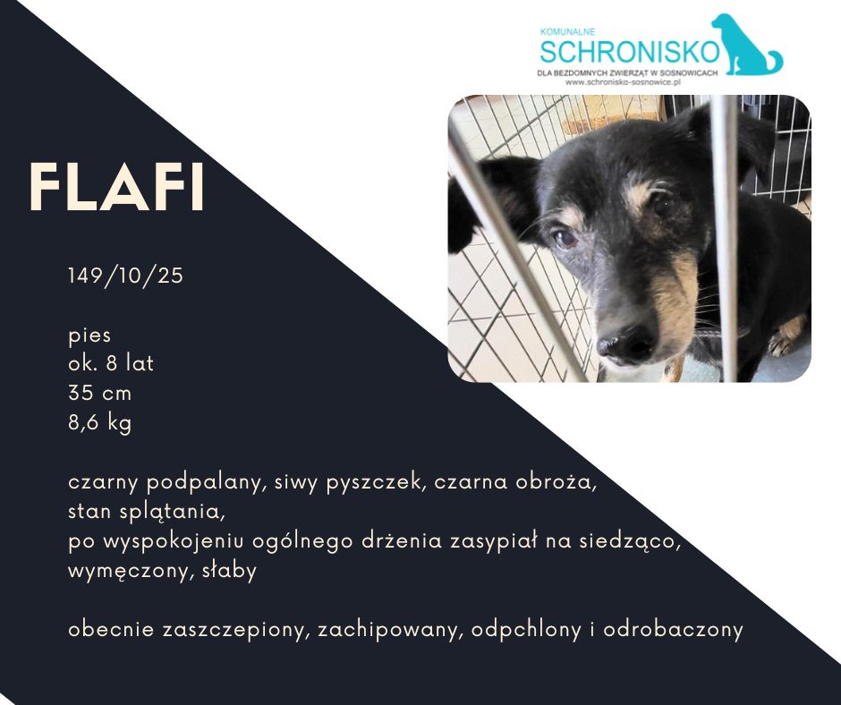 schronisko w sosnowicach ratuje psy z wołowca