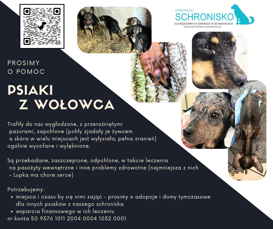schronisko w sosnowicach ratuje psy z wołowca
