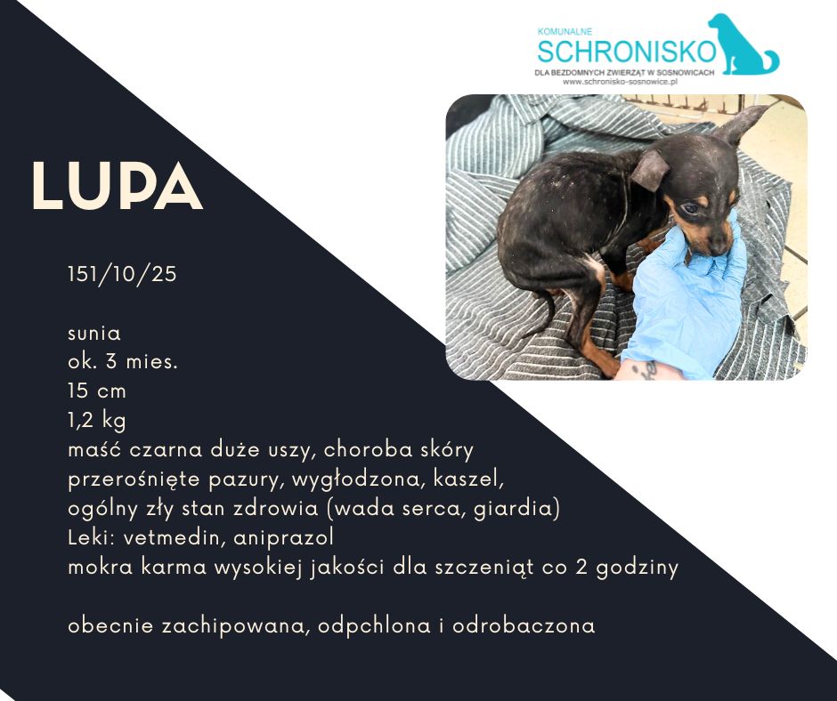 schronisko w sosnowicach ratuje psy z wołowca