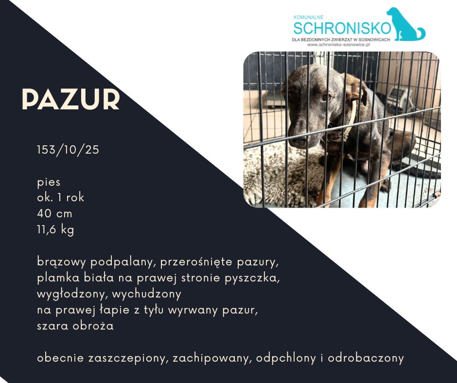 schronisko w sosnowicach ratuje psy z wołowca